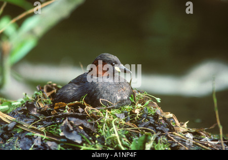 Wenig Grebe Inkubation Eiern im nest Stockfoto