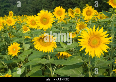Feld von Sonnenblumen Stockfoto