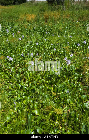 Wasser-Hyazinthe eine invasiven Arten von Teichen und Wasserstraßen wächst in einem Teich in North Carolina Stockfoto