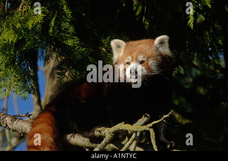 Weniger oder Red Panda (Ailurus Fulgens Fulgens) Stockfoto