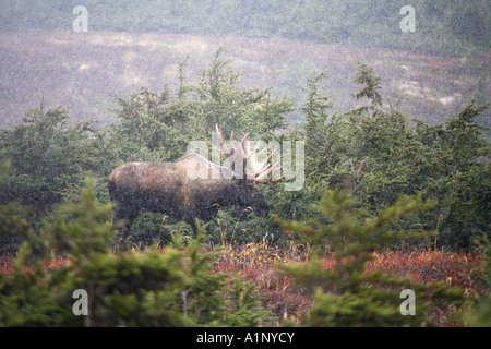 Bull Moose während eines Schneesturms in Alaska Chugach Mountains Chugach State Park Stockfoto