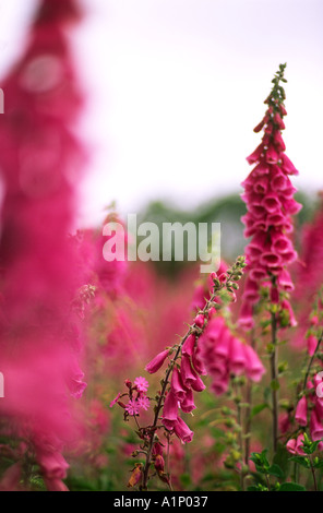 North Dorset county Fingerhut In Bloom England UK Stockfoto