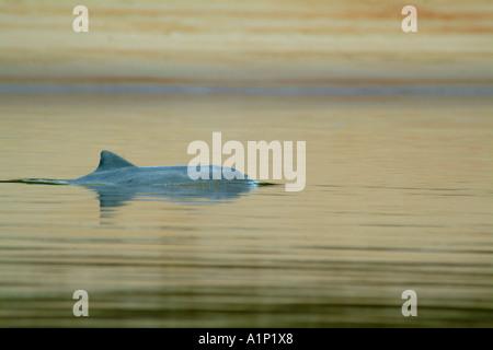 SOTALIA oder GREY RIVER DOLPHIN Sotalia Fluviatilis, Yavari oder Javari Fluss Grenze Brasilien & Peru Stockfoto