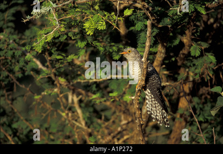 Roten Chested Kuckuck Stockfoto