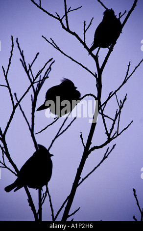 Seidenschwänzen Bombycilla Garrulus Gruppe von drei thront auf Zweig in der Abenddämmerung Stockfoto