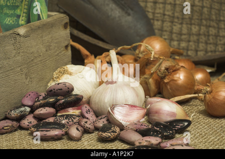 Garten Stillleben rustikale Potting Shed Szene mit Samen Schalotten und Knoblauch bereit für die Bepflanzung Stockfoto