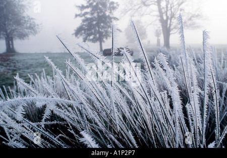 Winterfrost Stockfoto