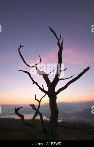 toter Baum Slihouetted gegen ein Abend-Himmel, auf Wansfell, mit Blick auf Lake Windermere. Lake District National, Park, Stockfoto