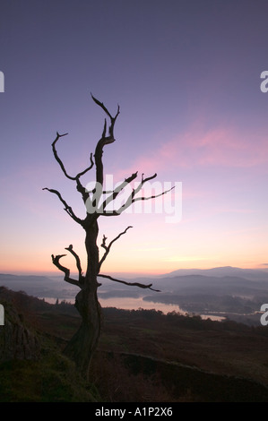 toter Baum Slihouetted gegen ein Abend-Himmel, auf Wansfell, mit Blick auf Lake Windermere. Lake District National, Park, Stockfoto