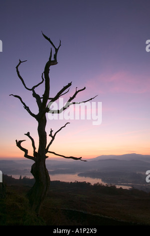 toter Baum Slihouetted gegen ein Abend-Himmel, auf Wansfell, mit Blick auf Lake Windermere. Lake District National, Park, Stockfoto