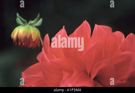 Nahaufnahme von rote Dahlie Knospe und Blüte Stockfoto