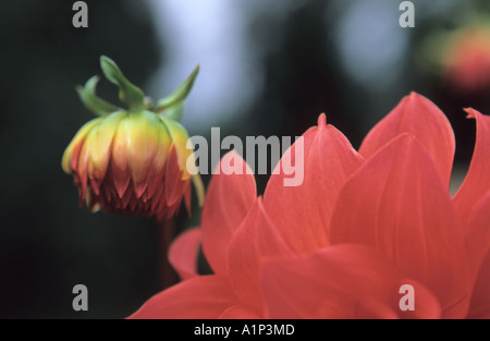 Nahaufnahme von rote Dahlie Knospe und Blüte Stockfoto