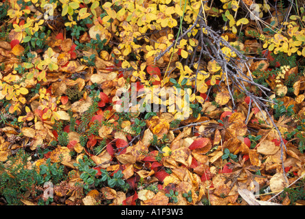 Herbstlaub auf dem Boden der Nordhang der Brooks Range zentrale Arktis Alaska Stockfoto