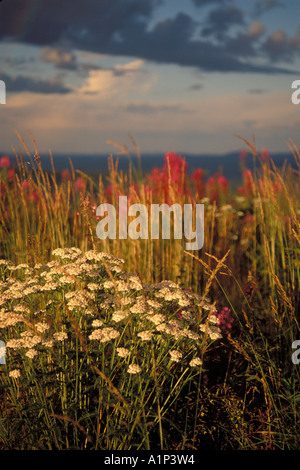 Wildblumen blühen entlang des oberen Randes der Welt-Autobahn im östlichen Alaska Stockfoto