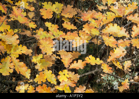 Kalifornien Weißeiche Quercus Lobata vollständig fallen Farben Zentral-Kalifornien Stockfoto