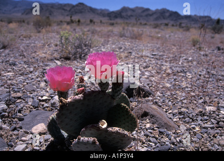 blühende Kakteen in einer Wüste von Nevada Stockfoto