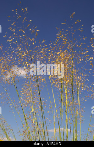 Stipa Gigantea setzen auch bekannt als Riesen Federgras und goldenen Hafer vor blauem Himmel Stockfoto