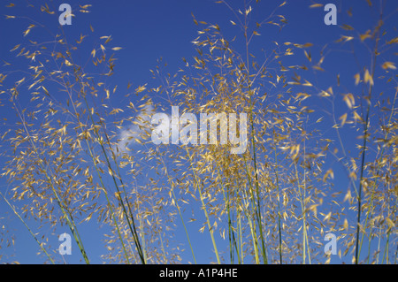 Stipa Gigantea setzen auch bekannt als Riesen Federgras und goldenen Hafer vor blauem Himmel Stockfoto