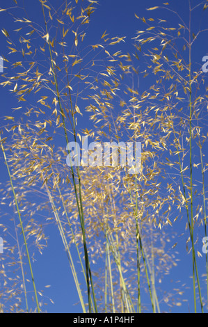 Stipa Gigantea setzen auch bekannt als Riesen Federgras und goldenen Hafer vor blauem Himmel Stockfoto