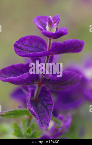 Salvia Viridis Claryssa Stockfoto