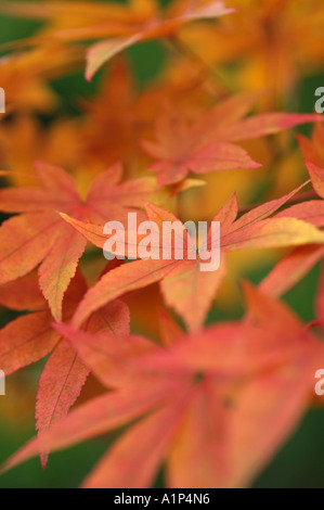 Acer Pubipalmatum Herbstlaub Stockfoto