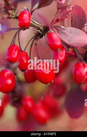 Berberis Thunbergii Atropurpurea Beeren produziert im Herbst bis Frühwinter Stockfoto