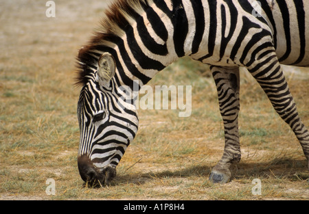 Grant-Zebra, auch bekannt als Burchells, Ebenen oder gemeinsame Zebra, Equus Burchelli Bohmi, Ngorongoro Crater, Tansania Stockfoto
