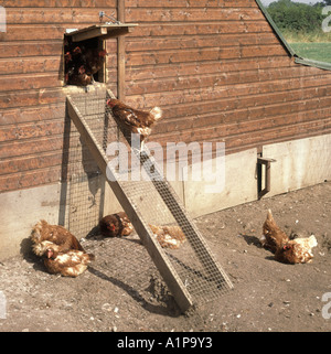 Freiliegendes, abgelegenes Hühnerstall Nahaufnahme von Hühnern um die Zugangsleiter herum mit nachts geschlossener Luke, um Füchse abzuschrecken Essex England UK Stockfoto