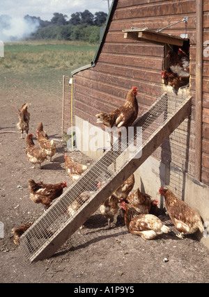 Freiliegendes, abgelegenes Hühnerstall Nahaufnahme von Hühnern um die Zugangsleiter herum mit nachts geschlossener Luke, um Füchse abzuschrecken Essex England UK Stockfoto