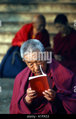 Ein Alter Tibetische Mönch liest ein Buch auf dem Mahabodhi-Tempel in Bodhgaya in Bihar in Indien Stockfoto