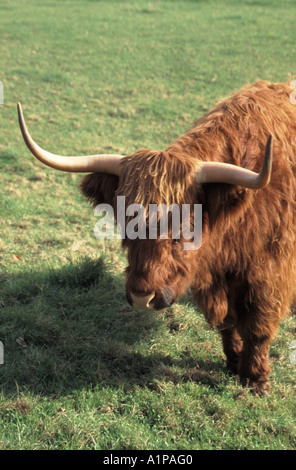 Hochlandrinder Stockfoto