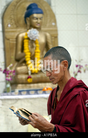 Ein buddhistischer Mönch liest eine Schrift vor einer Buddhastatue in Bodhgaya in Bihar in Indien Stockfoto