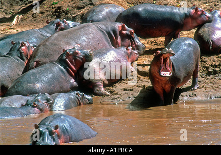 Nilpferd schwelgen Mara River Tansania Stockfoto