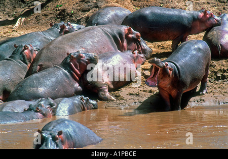 Nilpferd schwelgen Mara River Tansania Stockfoto