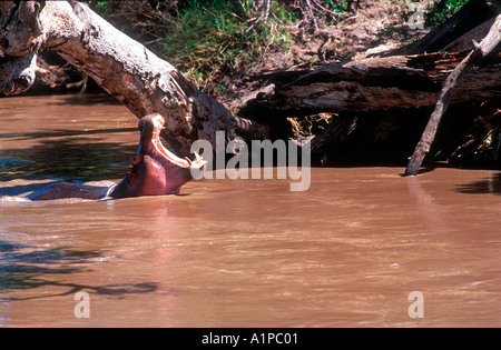 Nilpferd Gähnen und brüllen Mara River Tansania Stockfoto