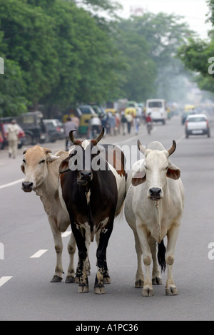 Eine Gruppe von Kühen auf der Straße in Neu-Delhi in Indien Stockfoto