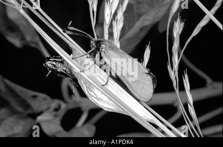 Sechs Spot Burnet Motten nur nach Austritt aus der Puppe. Zygaena Filipendulae. Stockfoto