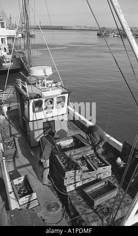 Fischer auf dem Deck des kleinen Trawler Sortierung einen Haken der Taschenkrebse in Whitby. Stockfoto