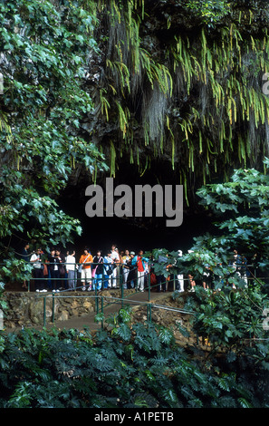 Hawaii, Kauai, Fern Grotto Stockfoto