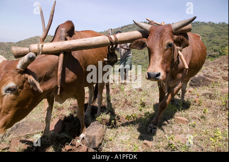 Tiere werden verwendet, um die Erde bekommen sie bereit für die nächste Pflanzsaison im ländlichen Äthiopien Pflug Stockfoto