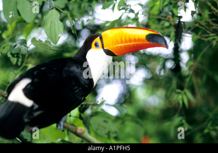 Tukan (Riesentukan) auf einem Baum sitzen und posieren für Bild, Vogelfedern Park, Nationalpark Iguazu, Paraná, Brasilien, Südamerika Stockfoto