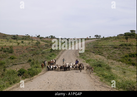 Ein Hirte mit einer Mischung aus Vieh auf dem Weg nach Karat aus Süd-Omo in Äthiopien Stockfoto