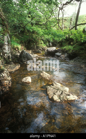 Bergbach im Sommer Stockfoto