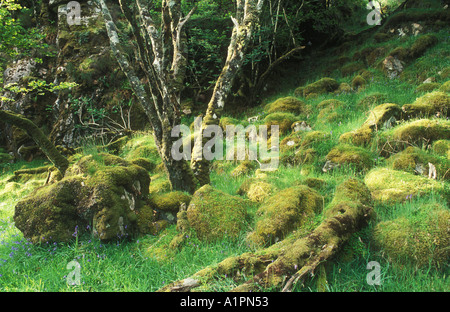 Moos bedeckte Felsbrocken auf Waldboden Stockfoto
