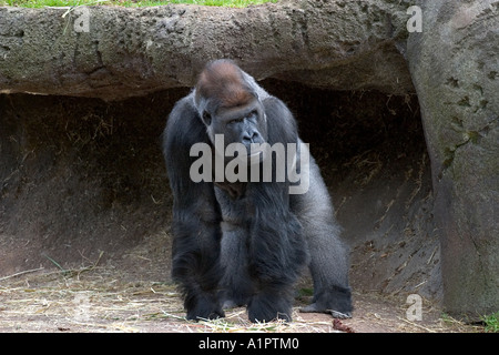 Westlicher Flachlandgorilla im Zoo Melbourne, Australien. Stockfoto