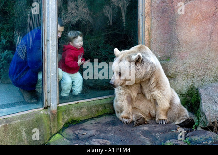 Braunbär im Zoo von Melbourne Stockfoto