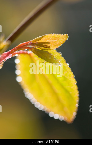 Neu entstanden verlässt der Katsura Baum Cercidiphyllum japonicum Stockfoto