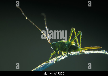 Große grüne Bushcricket im Morgentau Stockfoto