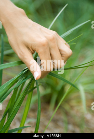 Zarte Frauenhand greifen Handvoll lange Gras Stockfoto