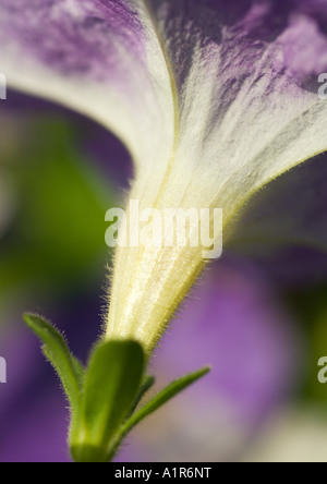 Petunia Stockfoto
